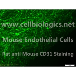 CD1 Mouse Primary Small Intestinal Endothelial Cells